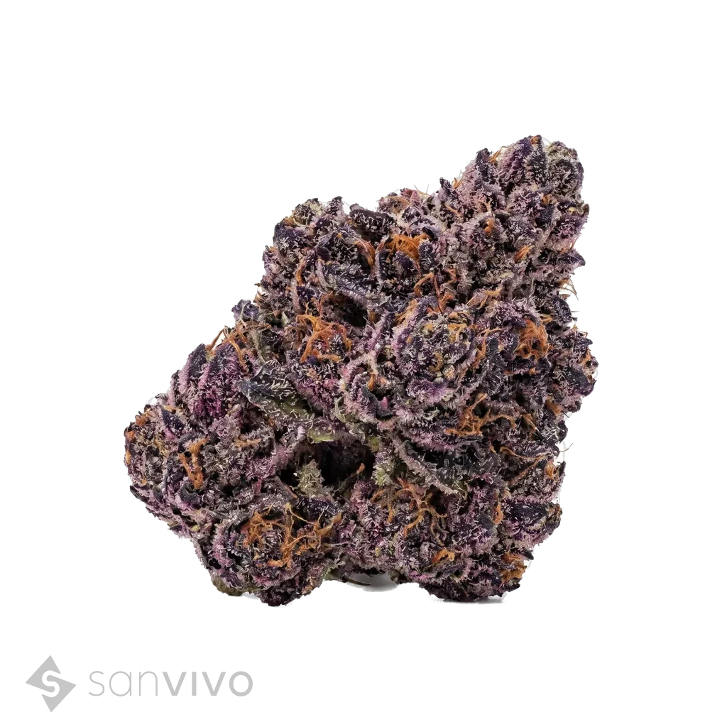 ZOIKS 31/1 SRSpace Rider (Beispielbild)