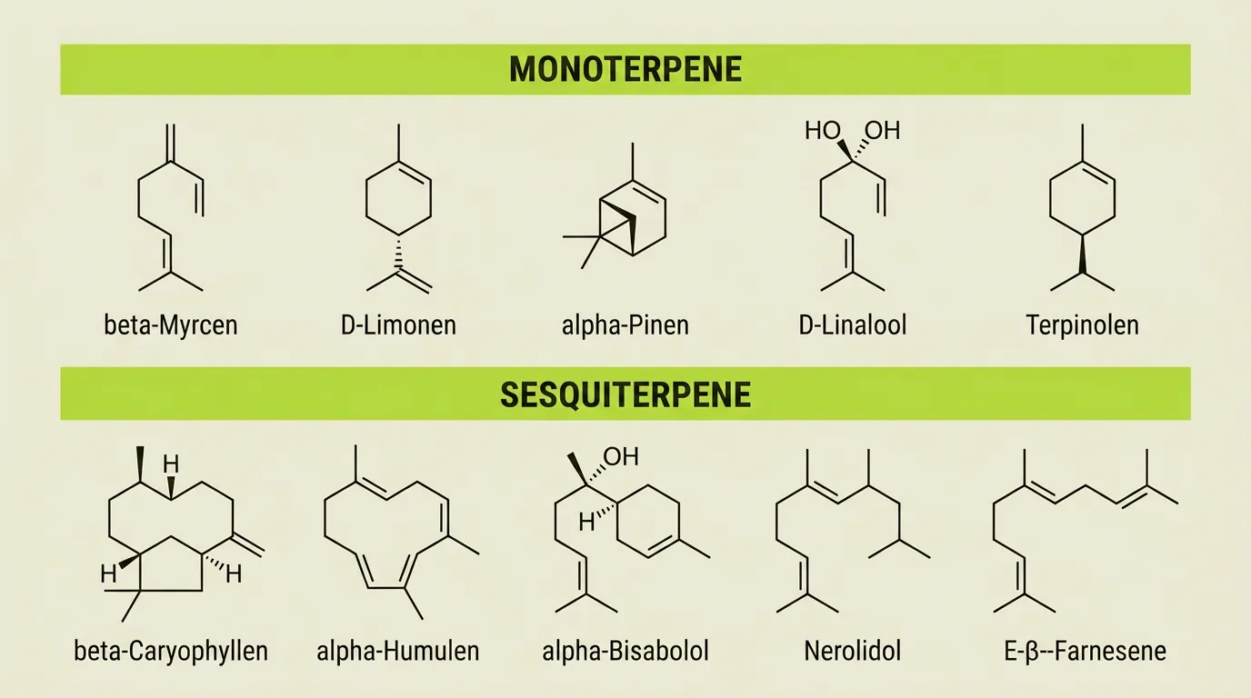 Strukturformeln der zehn häufigsten Cannabis-Terpene, sortiert nach Mono- und Sesquiterpenen
