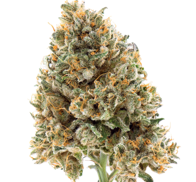Nimbus EASY 30/1 French Cookies